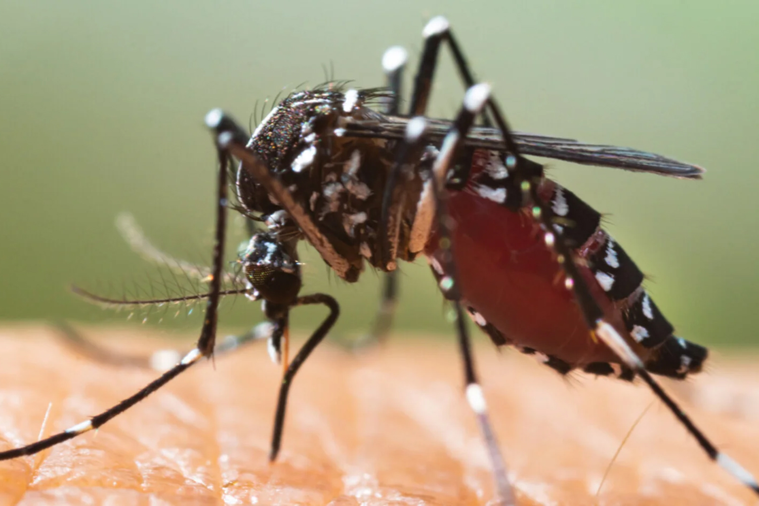 A closeup image of a mosquito.